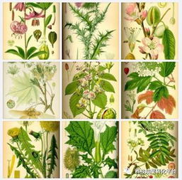 植物提取物是食品添加劑還是食品？深度解析其身份與研發意義